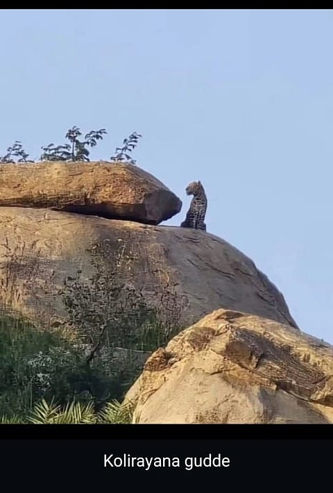 ಮದ್ದೂರು ತಾಲೂಕಿನ ರಾಜೇಗೌಡನದೊಡ್ಡಿ ಸಮೀಪದ ಕೋಳಿರಾಯನಗುಡ್ಡದಲ್ಲಿ ಚಿರತೆ ಕಾಣಿಸಿಕೊಂಡಿರುವುದು.