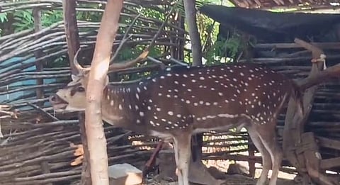  ಮಲೆ ಮಹದೇಶ್ವರ ಬೆಟ್ಟದ ಕಾಡೊಲ ಗ್ರಾಮಕ್ಕೆ ನೀರು ಅರಸಿ ಬಂದಿದ್ದ ಜಿಂಕೆ