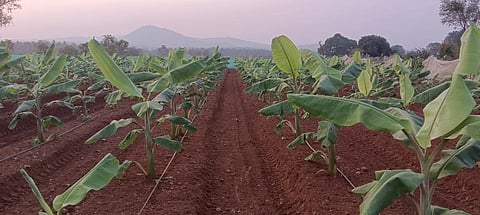  ಅಂಗಾಂಶ ಕೃಷಿ ಪದ್ಧತಿಯಲ್ಲಿ ಬೆಳೆದಿರುವ ಬಾಳೆ 