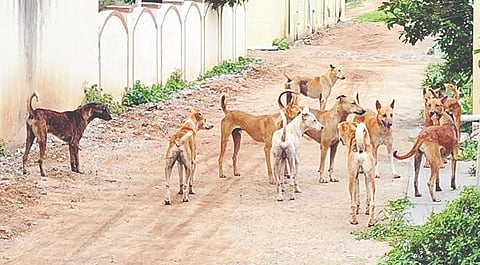 ಕಿಕ್ಕೇರಿ ಸಮೀಪದ ಗದ್ದೆಹೊಸೂರು ಗ್ರಾಮದಲ್ಲಿ ಬೀದಿನಾಯಿಗಳ ಕಾಟ ಹೆಚ್ಚಾಗಿರುವುದು. 