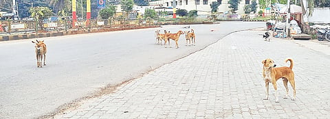ಚನ್ನರಾಯಪಟ್ಟಣದ ಕೃಷ್ಣರಾಜೇಂದ್ರ ವೃತ್ತದಲ್ಲಿ ಬೀದಿ ನಾಯಿಗಳು ಹಿಂಡಾಗಿ ನಿಂತಿರುವುದು.