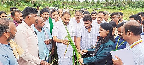 ಚನ್ನರಾಯಪಟ್ಟಣ ತಾಲೂಕಿನ ಬರಗೂರು ಗ್ರಾಮಕ್ಕೆ ಸಚಿವ ಕೆ. ಎಂ.ಶಿವಲಿಂಗೇಗೌಡ ಭೇಟಿ ನೀಡಿ  ಮುಸುಕಿನ ಜೋಳಕ್ಕೆ ತಗುಲಿರುವ ಬಿಳಿಸುಳಿ ರೋಗದ ದಾಟುಗಳನ್ನು ವೀಕ್ಷಣೆ ಮಾಡಿದರು. ಶ್ರೇಸ್ ಪಟೇಲ್, ಎಂ.ಎ.ಗೋಪಾಲಸ್ವಾಮಿ, ಲತಾಕುಮಾರಿ, ಪಿ. ರಮೇಶ್, ಕೆ.ಮೋಹನ್‌ಕುಮಾರ್ ಇದ್ದರು.