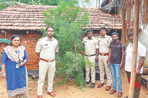 ಕೆ.ಆರ್.ನಗರ ತಾಲೂಕಿನ ಹೆಬ್ಬಾಳು ಗ್ರಾಮದಲ್ಲಿ ಮನೆಯ ಪಕ್ಕದಲಿ ಗಾಂಜಾ ಗಿಡಗಳನ್ನು ಬೆಳೆಸಿದ್ದ  ಮಹದೇವ ಎಂಬಾತನನ್ನು ಅಬಕಾರಿ ಇಲಾಖೆಯ ಅಧಿಕಾರಿಗಳು ಬಂಧಿಸಿದ್ದಾರೆ.