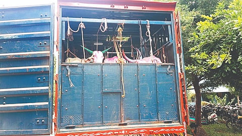 ರಕ್ಷಣೆ ಮಾಡಿದ ಗೋವುಗಳು.