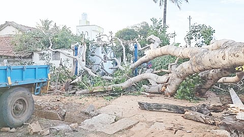 tree ಬೆಂಗಳೂರು ಉತ್ತರ ತಾಲೂಕು ರಾಮ್​ಜೀಪಾಳ್ಯದಲ್ಲಿ ನೆಲಕ್ಕುರುಳಿದ ಬೃಹತ್​ ಅರಳಿ ಮರ. 