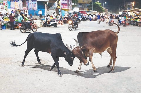 ಕುರುಗೋಡು ನಾಡಗೌಡ ಸರ್ಕಲ್ ಬಳಿ ಗೂಳಿಗಳು ಗುದ್ದಾಡುತ್ತಿರುವುದು. 