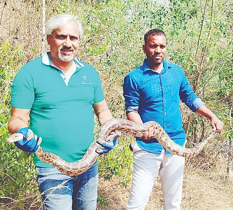 ಯಳಂದೂರು ಸಮೀಪದ ಸಂತೆಮರಹಳ್ಳಿ ಕಬಿನಿ ಕಾಲುವೆಯಲ್ಲಿ ಗುರುವಾರ ಕಂಡು ಬಂದ ಹೆಬ್ಬಾವನ್ನು ಉರಗ ತಜ್ಞ ಸ್ನೇಕ್ ಮಹೇಶ್ ಸುರಕ್ಷಿತವಾಗಿ ಹಿಡಿದಿರುವುದು. 