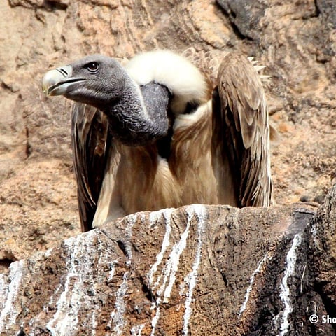 ಉದ್ದ ಕೊಕ್ಕಿನ ರಣಹದ್ದು