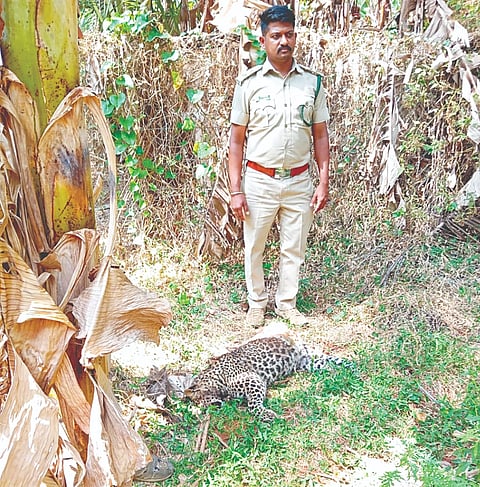 ಗುಂಡ್ಲುಪೇಟೆ ತಾಲೂಕಿನ ತೆರಕಣಾಂಬಿ ಗ್ರಾಮದಲ್ಲಿ ಹುಲಿ ದಾಳಿಯಿಂದ ಸಾವಿಗೀಡಾದ ಚಿರತೆಯ ಕಳೇಬರವನ್ನು ಅರಣ್ಯಾಧಿಕಾರಿಗಳು ವೀಕ್ಷಿಸಿದರು.