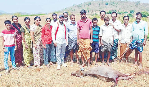 ಗೇರಟ್ಟಿ ಗ್ರಾಮದ ಜಮೀನೊಂದರಲ್ಲಿ ಸೀಳು ನಾಯಿಗಳ ದಾಳಿಗೆ ಬಲಿಯಾದ ಕರುವಿಗೆ ಸೂಕ್ತ ಪರಿಹಾರ ನೀಡುವಂತೆ ಗ್ರಾಮಸ್ಥರು ಒತ್ತಾಯಿಸಿದರು. 