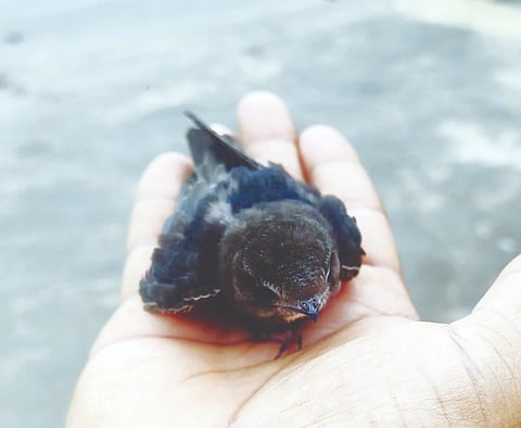 Rescue of a swift bird from a dog's mouth
