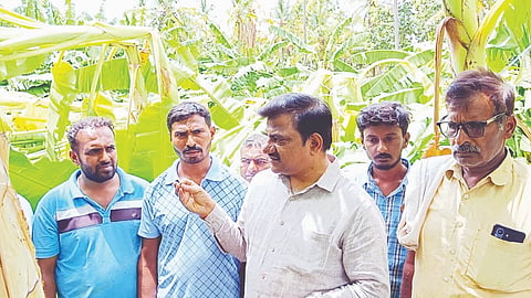 Provide appropriate compensation for farmers' crop losses