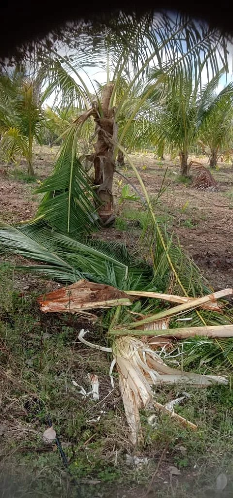  ಗುಂಡ್ಲಪೇಟೆ ತಾಲೂಕಿನ ದೇಶಿಪುರದ ಮಲ್ಲಪ್ಪ ಅವರ ಜಮೀನಿನಲ್ಲಿ ಆನೆ ದಾಳಿಯಿಂದ ತೆಂಗಿನ ಬೆಳೆಗೆ ನಾಶವಾಗಿತ್ತು.