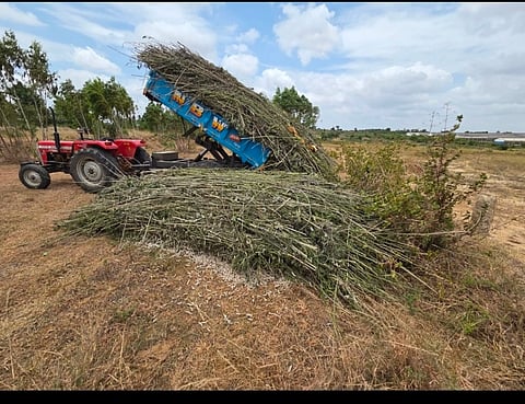 Sericulture farmers in trouble
