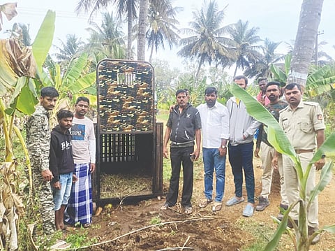 ಗುಂಡ್ಲುಪೇಟೆ ತಾಲೂಕಿನ ತೆರಕಣಾಂಬಿಹುಂಡಿ ಗ್ರಾಮದಲ್ಲಿ ಹುಲಿ ಸೆರೆಗೆ ಅರಣ್ಯ ಇಲಾಖೆ ಬೋನು ಅಳವಡಿಸಿರುವುದು.