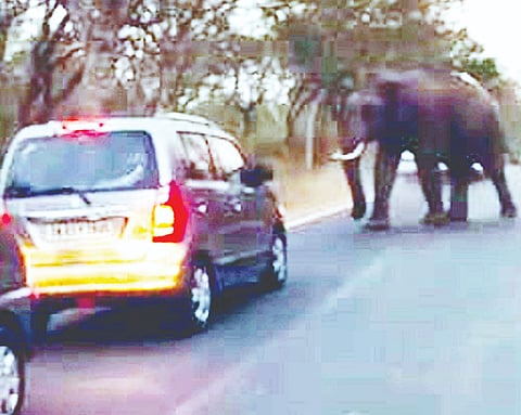 ಗುಂಡ್ಲುಪೇಟೆ ತಾಲೂಕಿನ ಬಂಡೀಪುರದಲ್ಲಿ ರಸ್ತೆಗಿಳಿದ ಗಜರಾಜ ವಾಹನಗಳವರ ಎದೆಯಲ್ಲಿ ಭೀತಿಯುಟ್ಟಿಸಿದ್ದಾನೆ.