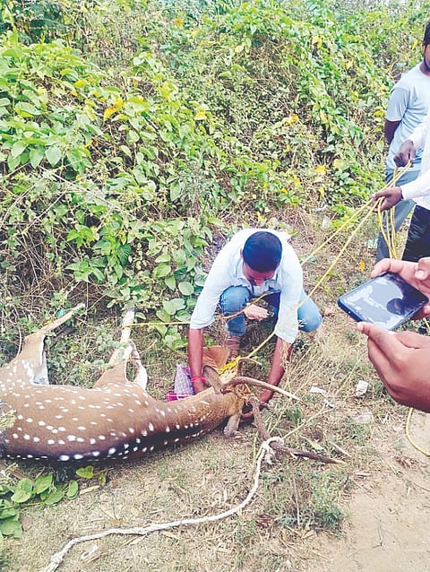 ಗುಂಡ್ಲುಪೇಟೆ ತಾಲೂಕಿನ ತೆರಕಣಾಂಬಿಯಲ್ಲಿ ಬೀದಿನಾಯಿಗಳ ದಾಳಿಗೆ ತುತ್ತಾಗುತ್ತಿದ್ದ ಜಿಂಕೆಯನ್ನು ಗ್ರಾಮಸ್ಥರು ರಕ್ಷಿಸಿ ಅರಣ್ಯ ಇಲಾಖೆ ವಶಕ್ಕೆ ನೀಡಿದರು.