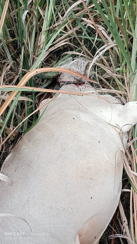ಹುಲಿ ದಾಳಿಗೆ ಬಲಿಯಾದ ಹಸು 