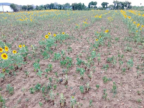 ಗುಂಡ್ಲುಪೇಟೆ ತಾಲೂಕಿನಲ್ಲಿ ಮಳೆ ಇಲ್ಲದೆ ಒಣಗಿರುವ ಸೂರ್ಯಕಾಂತಿ ಬೆಳೆ