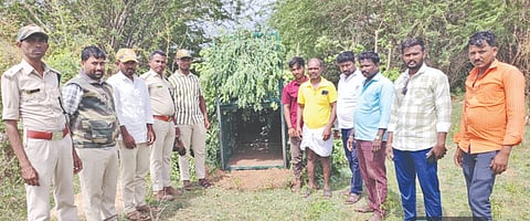 ಕಕ್ಕೇರಾ ಸಮೀಪದ ತಳ್ಳೇಳ್ಳರದೊಡ್ಡಿಯಲ್ಲಿ ಮಂಗಳವಾರ ರಾತ್ರಿ ಯಂಕಪ್ಪ ತಳ್ಳಳ್ಳಿ ಎಂಬುವವರ ಟಗರನ್ನು ಚಿರತೆ ಬಲಿ ತೆಗೆದುಕೊಂಡಿದೆ ಎನ್ನಲಾದ ಸ್ಥಳಕ್ಕೆ ಅರಣ್ಯ ಇಲಾಖೆ ಅಽಕಾರಿಗಳು ಭೇಟಿ ನೀಡಿ ಪರಿಶೀಲಿಸಿ ಚಿರತೆ ಸೆರೆಗೆ ಬೋನು ಅಳವಡಿಸಿರುವುದು.