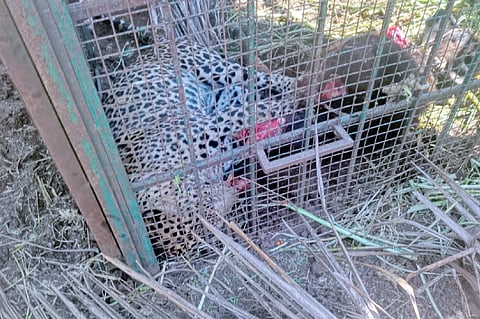 ಗುಂಡ್ಲುಪೇಟೆ ತಾಲೂಕಿನ ಪಡಗೂರು ಗ್ರಾಮದಲ್ಲಿ ಬೋನಿಗೆ ಬಿದ್ದಿರುವ ಚಿರತೆ. 