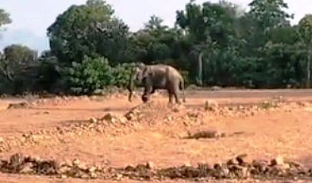 ಆನಗೂಡು ಗ್ರಾಮದ ಬಳಿ ಕಾಣಿಸಿಕೊಂಡ ಕಾಡಾನೆ. 
