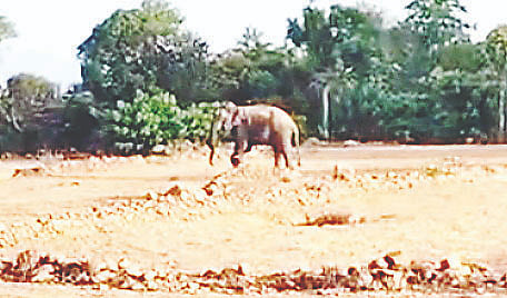 ಆನಗೂಡು ಗ್ರಾಮದ ಬಳಿ ಕಾಣಿಸಿಕೊಂಡ ಕಾಡಾನೆ. 