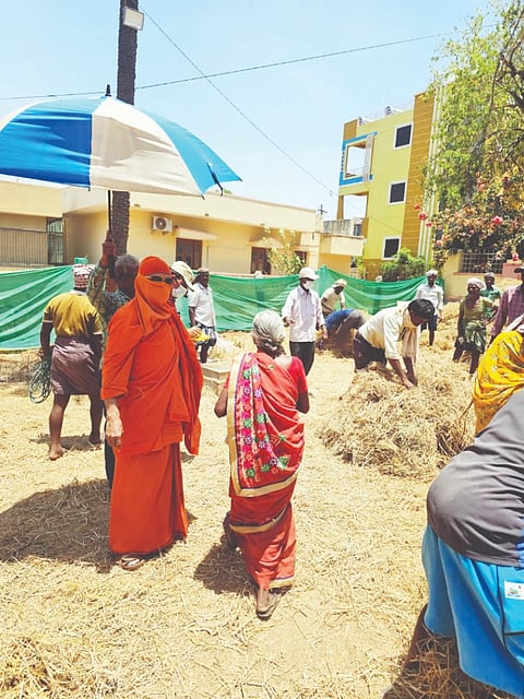 Distribution of fodder to cowherds