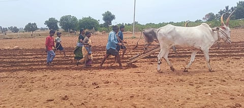 ಬಳ್ಳಾರಿ ತಾಲೂಕಿನ ಅಮರಾಪುರದಲ್ಲಿ ಎತ್ತುಗಳಿಂದ ಬಿತ್ತನೆ ಮಾಡುತ್ತಿರುವ ರೈತರು.