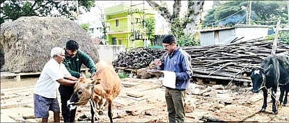  ದೊಡ್ಡಬಳ್ಳಾಪುರ ತಾಲೂಕಿನ ರುನಾಥಪುರದಲ್ಲಿ ರಾಸುಗಳಿಗೆ ಕಾಲುಬಾಯಿ ಲಸಿಕೆ ಹಾಕಲಾಯಿತು.  