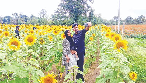 ಗುಂಡ್ಲುಪೇಟೆ-ಮೈಸೂರು ರಸ್ತೆಯ ಬದಿಯ ಸೂರ್ಯಕಾಂತಿ ಜಮೀನಿನಲ್ಲಿ ಪ್ರವಾಸಿಗರು ಕುಟುಂಬದ ಜತೆ ಸೆಲ್ಫಿ ತೆಗೆದುಕೊಳ್ಳುತ್ತಿರುವುದು. 