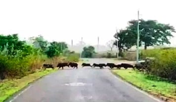 ಬೈಲೂರು ಭಾಗದಲ್ಲಿ ಕಾಣಿಸಿಕೊಂಡ ಕಾಡು ಹಂದಿಗಳ ಹಿಂಡು. 