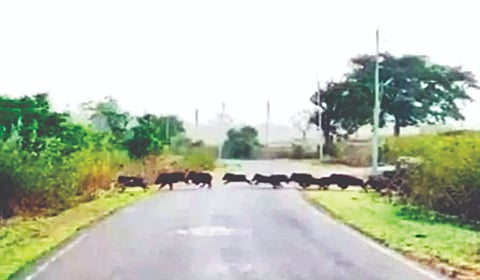 ಬೈಲೂರು ಭಾಗದಲ್ಲಿ ಕಾಣಿಸಿಕೊಂಡ ಕಾಡು ಹಂದಿಗಳ ಹಿಂಡು. 