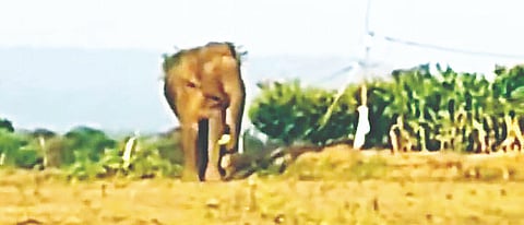 ಕಡುವಾಳೆ ಗ್ರಾಮದ ಸಿದ್ದಶೆಟ್ಟಿ ಎಂಬುವರ ಜಮೀನಿಗೆ ಲಗ್ಗೆ ಇಟ್ಟ ಕಾಡಾನೆ ಮುಸುಕಿನ ಜೋಳವನ್ನು ತಿನ್ನುತ್ತಿರುವುದು. 