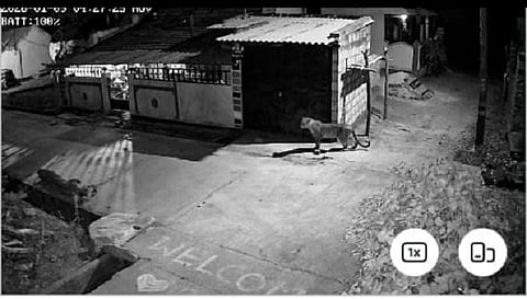 ಗುಂಡ್ಲುಪೇಟೆ ತಾಲೂಕಿನ ನೇನೇಕಟ್ಟೆ ಗ್ರಾಮದೊಳಗೆ ಚಿರತೆಯೊಂದು ಓಡಾಡುತ್ತಿರುವ ದೃಶ್ಯ ಸಿಸಿ ಕ್ಯಾಮರಾದಲ್ಲಿ ಸೆರೆಯಾಗಿದೆ. 
