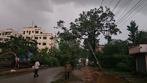 ಹೊಸಪೇಟೆಯಲ್ಲಿ ಭಾರಿ‌ ಮಳೆಗೆ ಧರೆಗೆ ಉಳಿದ ಮರ
