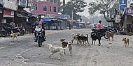 ಬೀದಿನಾಯಿಗಳ ಹಾವಳಿ ಸಂಗ್ರಹ ಚಿತ್ರ.