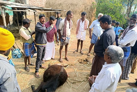  ಯಳಂದೂರು ಸಮೀಪದ ಚಾಮರಾಜನಗರ ತಾಲೂಕಿನ ಇರಸವಾಡಿ ಗ್ರಾಮದಲ್ಲಿ ಚಿರತೆ ದಾಳಿಯಿಂದ ಮೃತಪಟ್ಟ ಕರುವನ್ನು ವೀಕ್ಷಿಸುತ್ತಿರುವ ಗ್ರಾಮಸ್ಥರು.