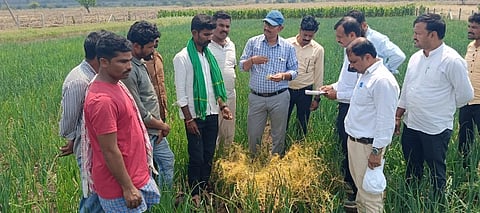 ಚಿಂಚೋಳಿ ತಾಲೂಕಿನ ಕನಕಪುರದ ರೈತನೋರ್ವನ ಜಮೀನಿಗೆ ತೋಟಗಾರಿಕೆ ತಜ್ಞರು ಭೇಟಿ ನೀಡಿ ಕಸ್ಕೊಟಾ ಕಳೆ ತಳಿಯನ್ನು ಪರಿಶೀಲಿಸಿದರು. ಡಾ.ಜಹೀರ್​ ಅಹ್ಮದ್​, ಡಾ.ಪಂಡಿತ್​ ರಾಠೋಡ್​, ಡಾ.ಯುಸೂಫ್​ ಅಲಿ, ಡಾ.ಮಲ್ಲಿಕಾರ್ಜುನ ನಿಂಗದಳ್ಳಿ ಇತರರಿದ್ದರು.