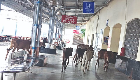 ಶಹಾಬಾದ್​ ರೈಲು ನಿಲ್ದಾಣದಲ್ಲಿ ದನಗಳು ತಿರುಗಾಡುತ್ತಿರುವು