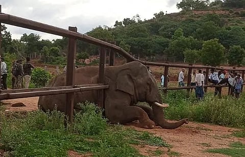 ಕನಕಪುರ ತಾಲೂಕು ಮುಗ್ಗೂರು ಕಾವೇರಿ ವನ್ಯ ಜಿವಿ ವಲಯದ ಅರೆಕೊಪ್ಪ ಗ್ರಾಮದ ಸಮೀಪ ರೈಲ್ವೆ ಬ್ಯಾರಿಕೇಡ್​ಗೆ ಸಿಲುಕಿ ನರಳಾಡುತ್ತಿರುವ ಕಾಡಾನೆ.