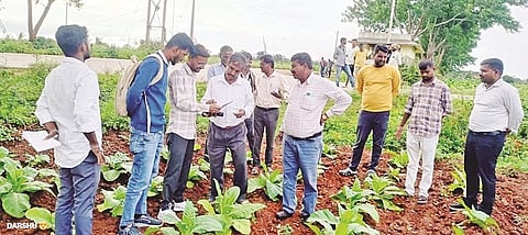  ಹುಣಸೂರು ತಾಲೂಕು ಹನಗೋಡು ಹೋಬಳಿ ವ್ಯಾಪ್ತಿಯಲ್ಲಿ ತಂಬಾಕು ಸಸಿಗಳಿಗೆ ರೋಗಬಾಧೆ ತಗುಲಿರುವುದನ್ನು ಎನ್‌ಐಆರ್‌ಸಿಎ ಮುಖ್ಯಸ್ಥ ಡಾ.ಎಸ್.ರಾಧಾಕೃಷ್ಣನ್ ಪರಿಶೀಲನೆ ನಡೆಸಿದರು. 