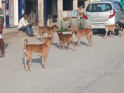 People fed up with the menace of stray dogs.