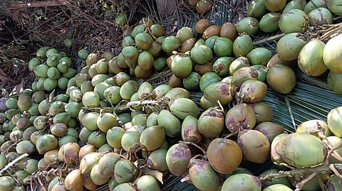 ಕಮಲಾಪುರದಲ್ಲಿ ತೆಂಗಿನಕಾಯಿ