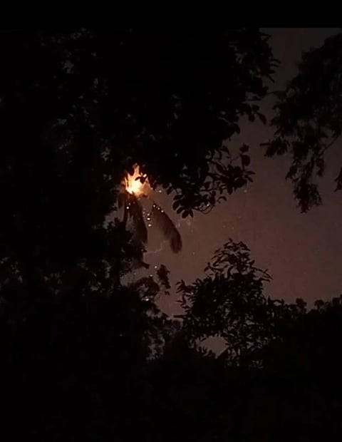 ಸೋಮವಾರಪೇಟೆ ತಾಲೂಕಿನ ಕುಂದಳ್ಳಿ ಗ್ರಾಮದಲ್ಲಿರುವ ತೆಂಗಿನ ಮರ.