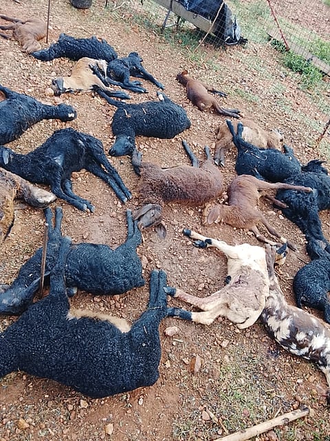 ನಾಯಿದಾಳಿಗೆ ಬಲಿಯಾಗಿರುವ ಕುರಿಗಳು