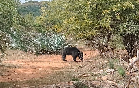 ಉರುಳಿಗೆ ಸಿಲುಕಿರುವ ಕರಡಿ