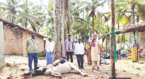 ಹೊಳೆನರಸೀಪುರ ತಾಲೂಕಿನ ಆನೆ ಕನ್ನಂಬಾಡಿಯಲ್ಲಿ ಸಿಡಿಲು ಬಡಿದು ಹಸು ಸಾವನ್ನಪ್ಪಿದ್ದು, ಅಧಿಕಾರಿಗಳು ಪರಿಶೀಲನೆ ನಡೆಸಿದರು.