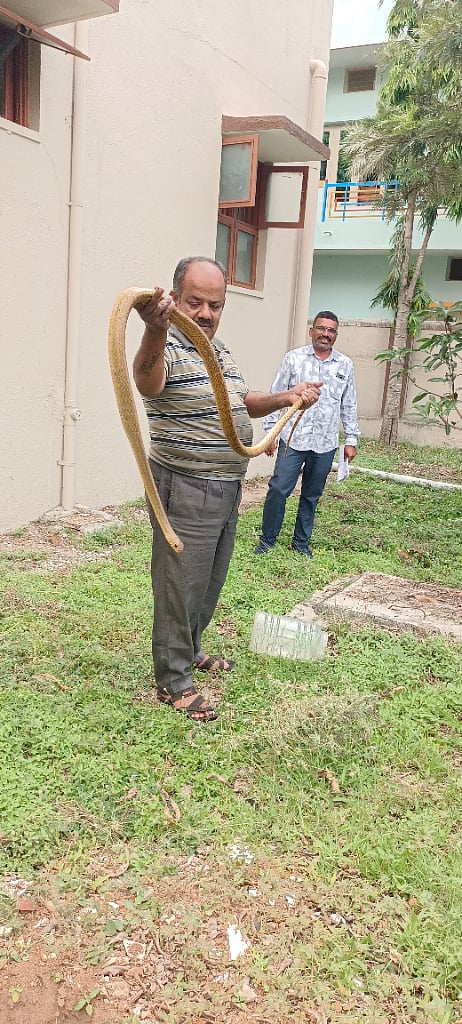 ಹೊಳೆನರಸೀಪುರ ಪಟ್ಟಣದ ಎಲ್‌ಐಸಿ ಕಚೇರಿ ಹೊರ ಆವರಣದಲ್ಲಿದ್ದ ಕೇರೆ ಹಾವು ರಕ್ಷಣೆ ಮಾಡಿದ ಉರಗ ರಕ್ಷಕ ಶೇಷಪ್ಪ. 