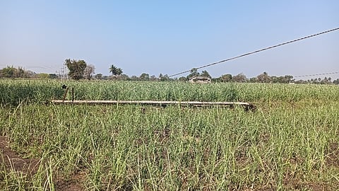 ಅಕಾಲಿಕ ಮಳೆಗೆ ಅಪಾರ ಹಾನಿ